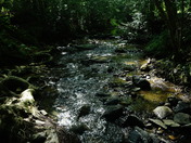 Uwharrie National Forest