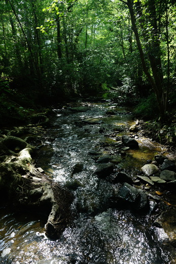 Uwharrie National Forest
