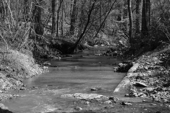 Uwharrie National Forest
