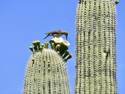 Saguaro National Park - Tucson Mountain District 