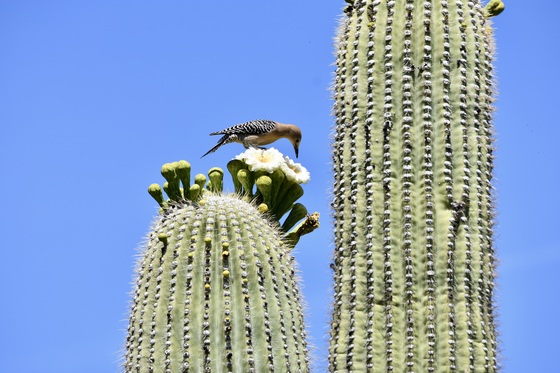 Saguaro National Park - Tucson Mountain District 