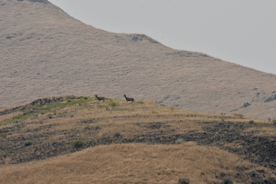 Hells Canyon National Recreation Area