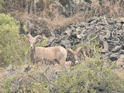 Hells Canyon National Recreation Area