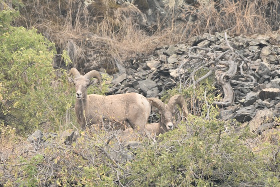 Hells Canyon National Recreation Area