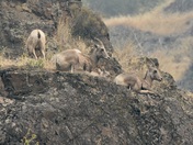 Hells Canyon National Recreation Area