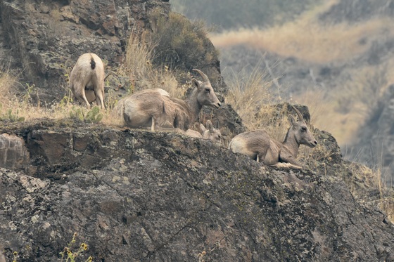 Hells Canyon National Recreation Area