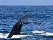 Channel Islands National Park