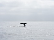 Channel Islands National Park 