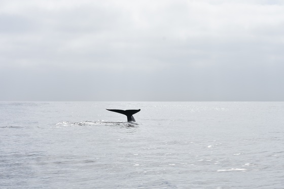 Channel Islands National Park 