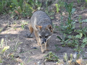 Channel Islands National Park - Santa Cruz Island 