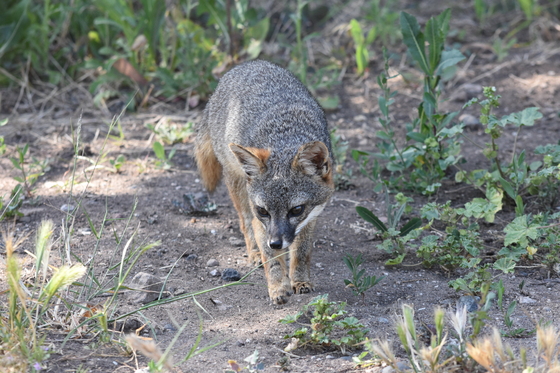 Channel Islands National Park - Santa Cruz Island 