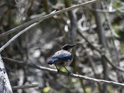 Channel Islands National Park - Santa Cruz Island