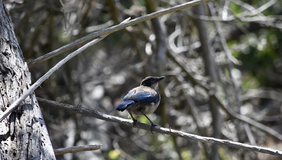 Channel Islands National Park - Santa Cruz Island