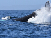 Channel Islands National Park