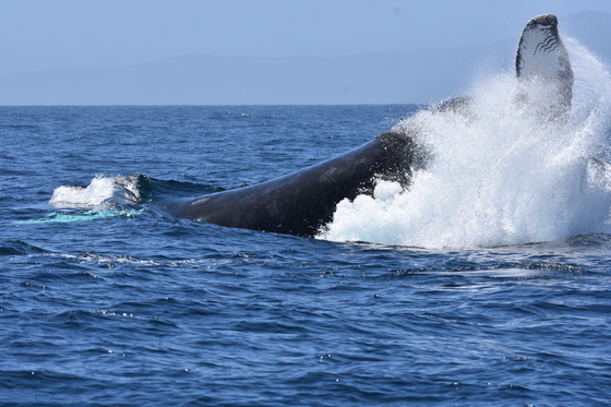 Channel Islands National Park