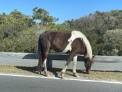Assateague Island National Seashore 
