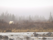 A misty morning at Hudson Bay 