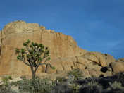 Joshua Tree National Park