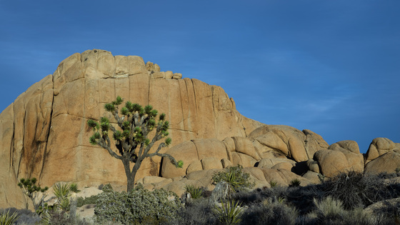Joshua Tree National Park
