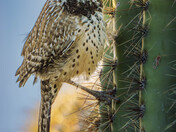 Saguaro National Park 