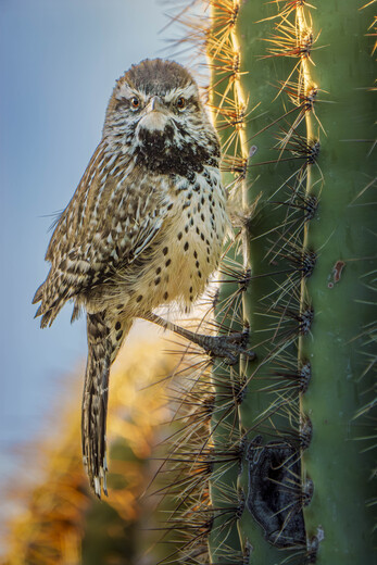 Saguaro National Park 