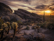 Saguaro National Park 