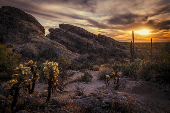 Saguaro National Park 