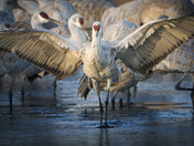 Bosque Del Apache National Wildlife Refuge 