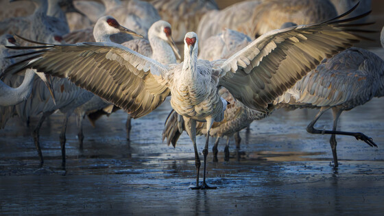 Bosque Del Apache National Wildlife Refuge 