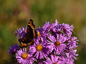 The White Mountain National Forest