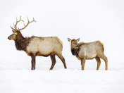 National Elk Refuge