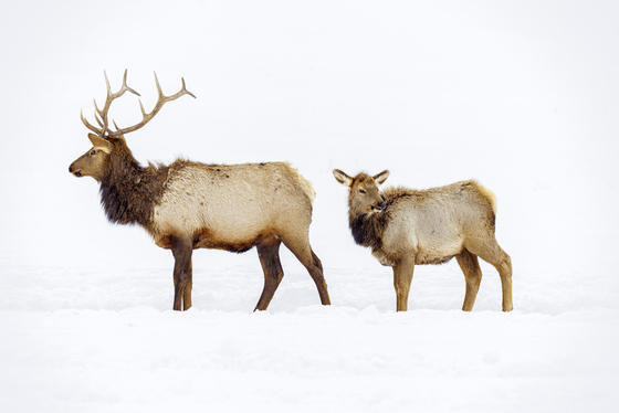 National Elk Refuge