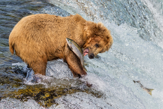 Katmai National Park and Preserve