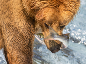 Katmai National Park and Preserve