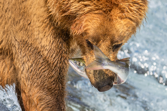 Katmai National Park and Preserve