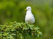 Katmai National Park and Preserve