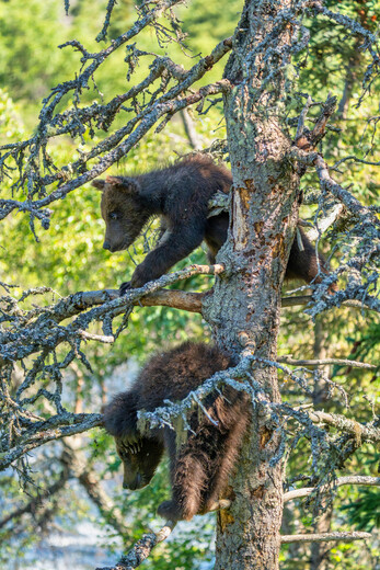 Katmai National Park and Preserve