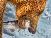 Katmai National Park and Preserve