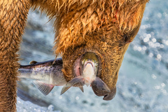 Katmai National Park and Preserve