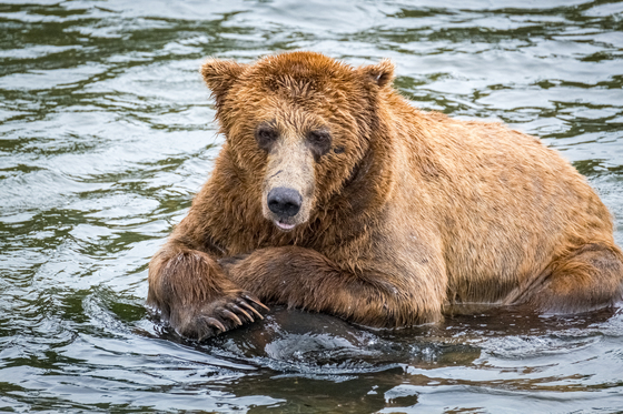 Katmai National Park