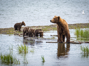 Katmai National Park