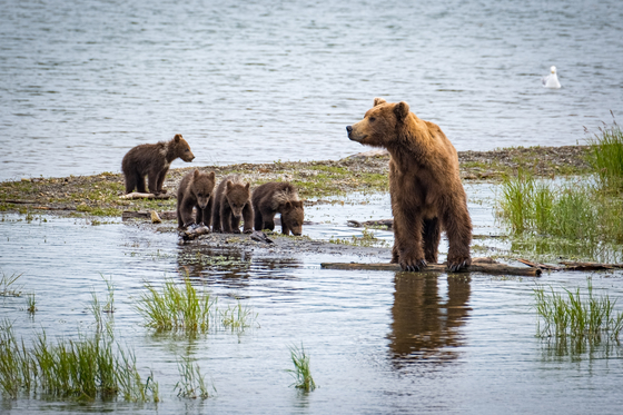 Katmai National Park