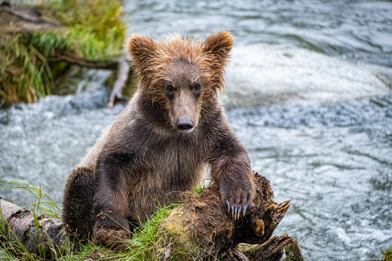 Katmai National Park