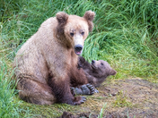 Katmai National Park