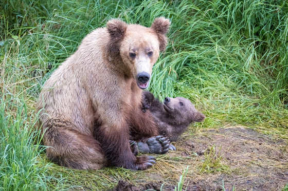 Katmai National Park