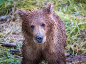 Katmai National Park