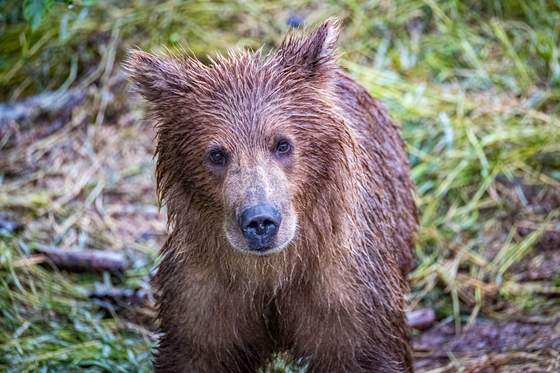 Katmai National Park