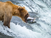 Katmai National Park