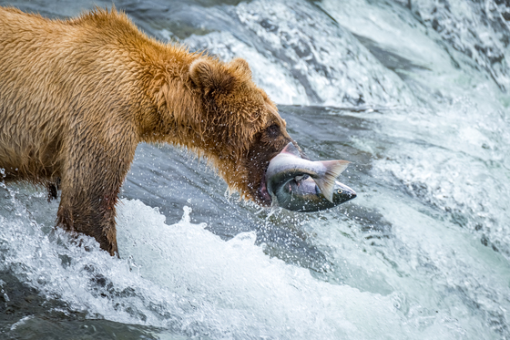 Katmai National Park