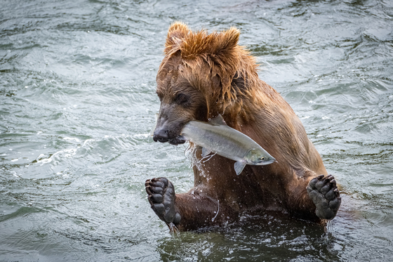 Katmai National Park
